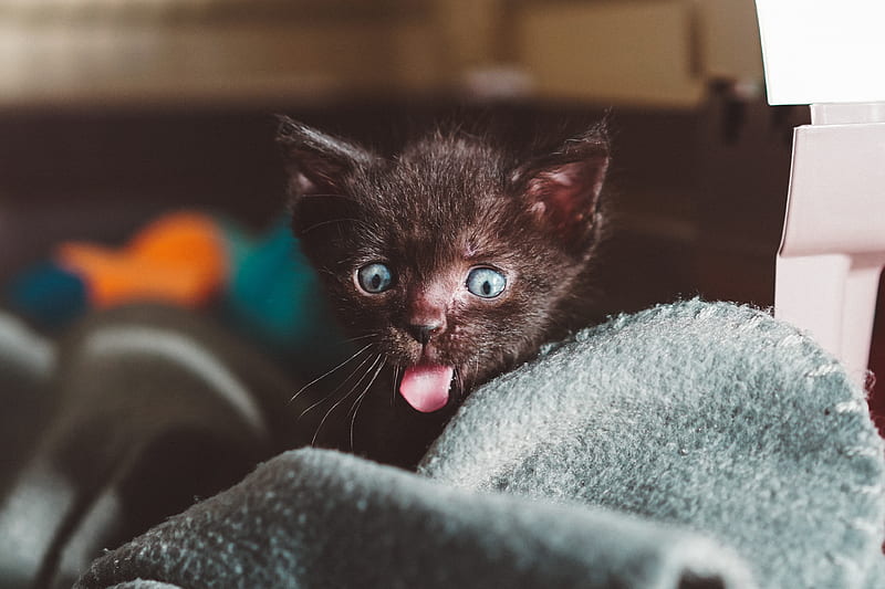 black kitten sticking it tongue, HD wallpaper