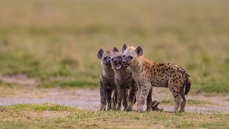 Cats, Hyena, Baby Animal, Cub, HD wallpaper