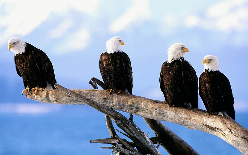 Grupo de águilas calvas salvajes, desierto, águila, majestuoso, salvaje,  Fondo de pantalla HD | Peakpx