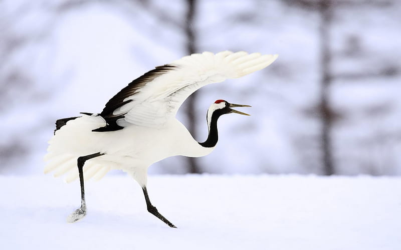 Crane, wings, black, animal, winter, fly, bird, snow, feather, white, HD wallpaper