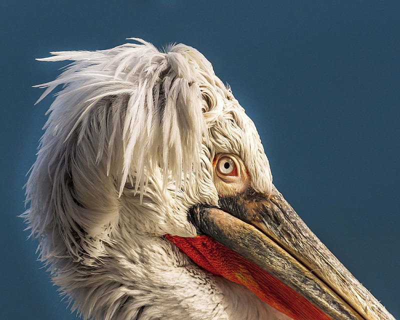 Pelican, funny, face, bird, pasari, HD wallpaper | Peakpx