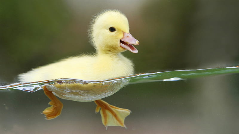 Cute ducky, little, ducks, yellow, lake, duck on water, sweet, cute, nature, swimming, animals, HD wallpaper
