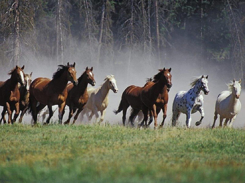 Wild Horse Herd, animals, horses, wild, herd, HD wallpaper