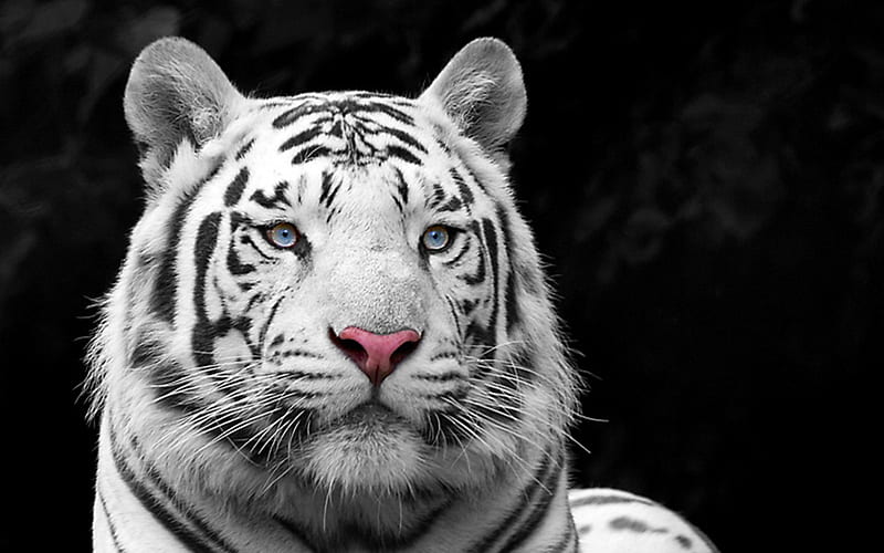 White Bengal Tiger come from India, nose, stripes, mouth, tiger, india, cat, big, blueeyes, white, animals, HD wallpaper