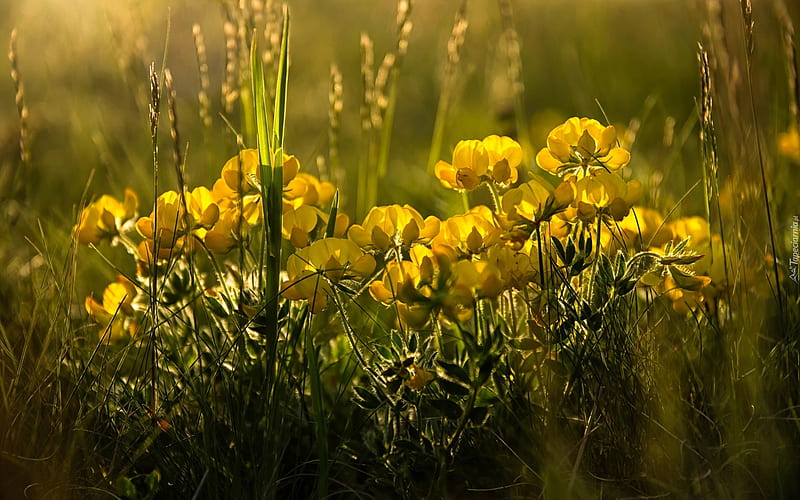 Yellow Wild Flowers, yellow, flowers, meadow, wild, HD wallpaper