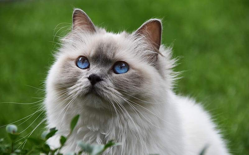 Ragdoll, big fluffy gray cat, cute animals, pets, cat with blue eyes, HD wallpaper