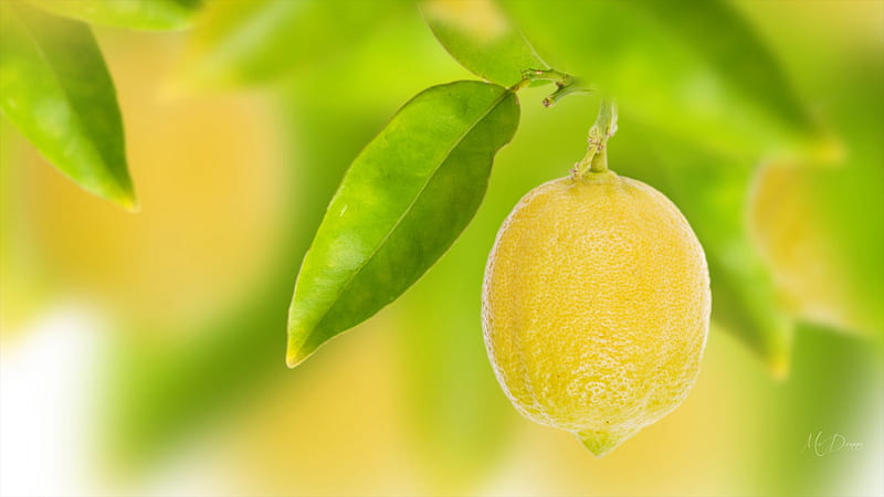 Lemon Zest, lemon, leaf, fruit, tree, leaves, citrus, sour, healthy, Firefox Persona theme, HD wallpaper