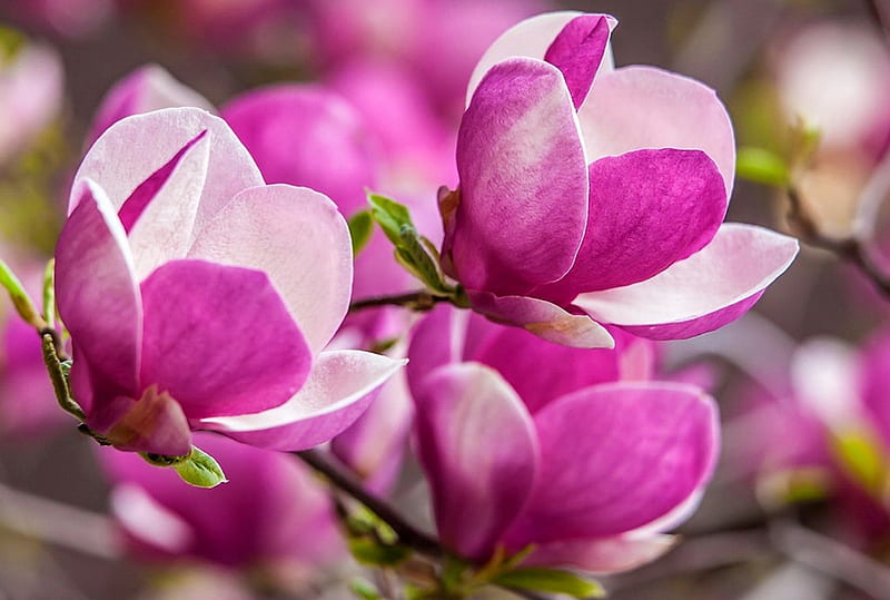 Pink magnolia, pretty, magnolia, tree, flowers, bonito, branch, pink, HD wallpaper