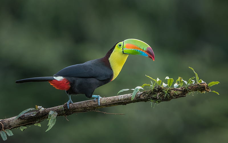 toucan, rainforest, beautiful bird, jungle, Ramphastidae, HD wallpaper