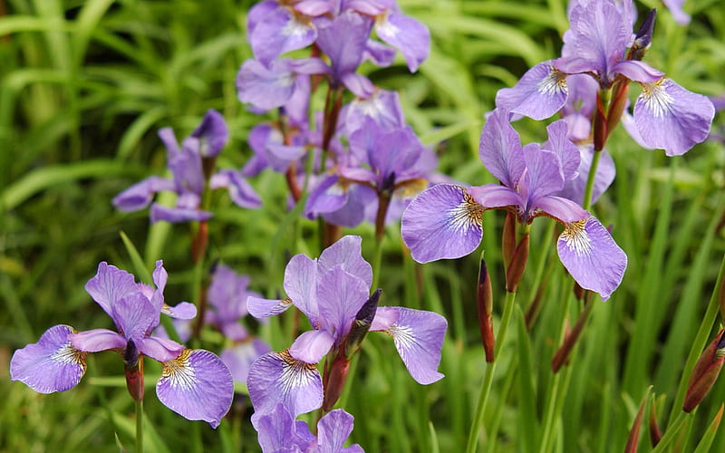 irises, flowers, herbs, flowerbed, HD wallpaper