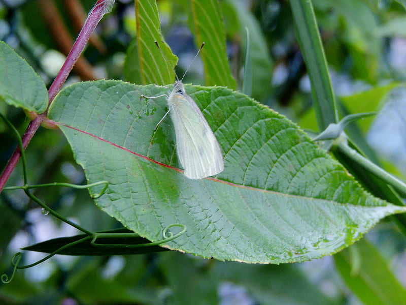 Cabbage White On A Leaf, Leaf, Butterfly, Summer, Animal, Cabbage White, graphy, HD wallpaper