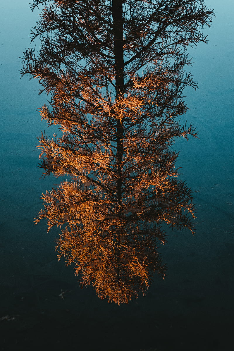 tree, pine, reflection, water, HD phone wallpaper