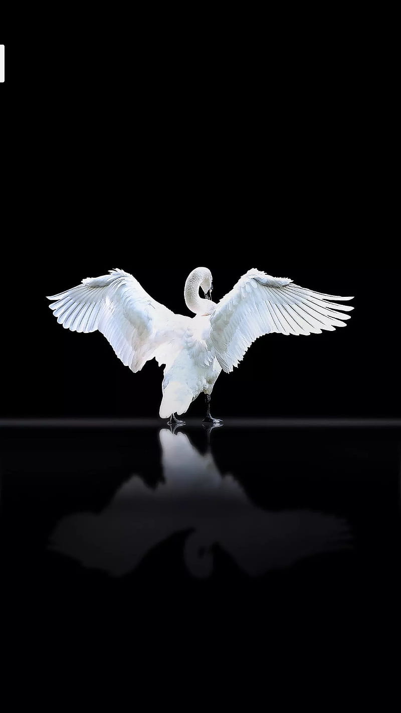 Swan, white, birds, black, HD phone wallpaper