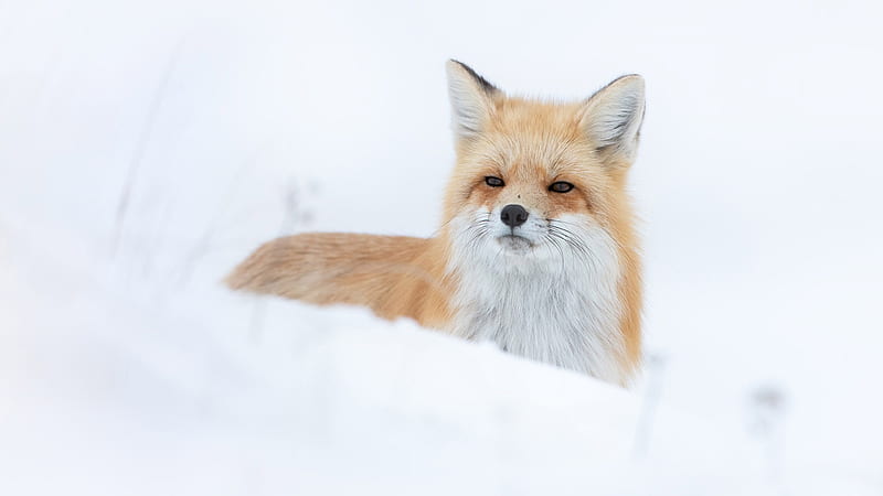 Brown White Fox On Snow Fox, HD wallpaper