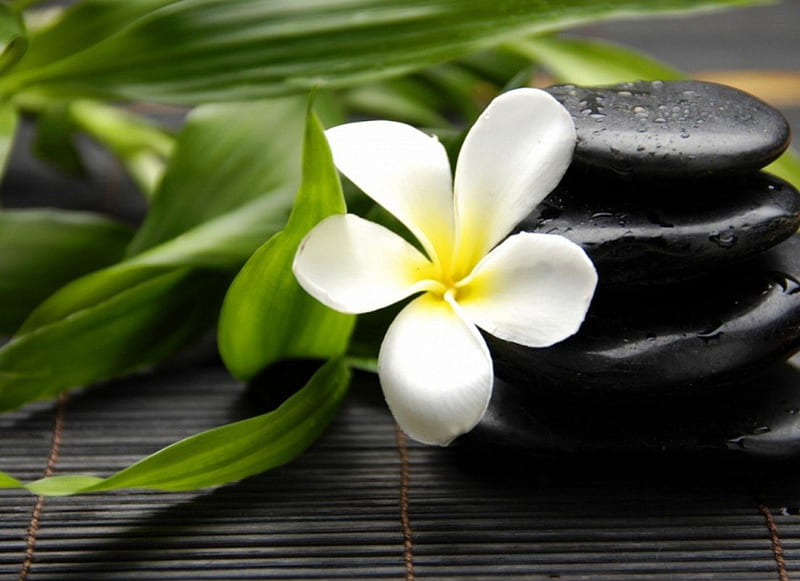 ✿ white flower on black stones✿, table, stones, flo, black, white, HD wallpaper