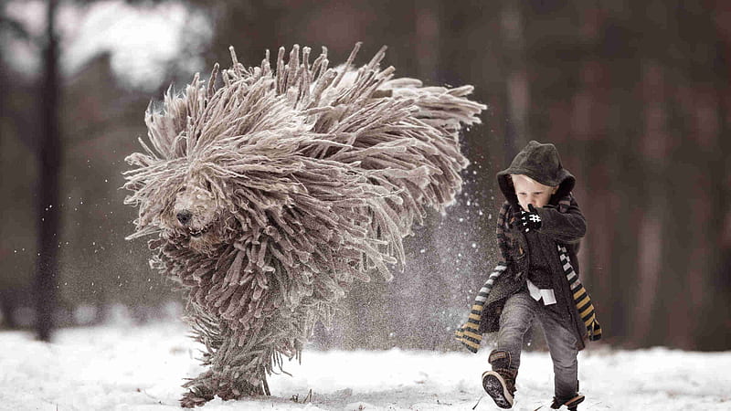 Daily exercises, winter, cute, komondor, boy, andy seliverstoff, mop, running, ciobanesc maghiar, copil, child, funny, white, dog, HD wallpaper
