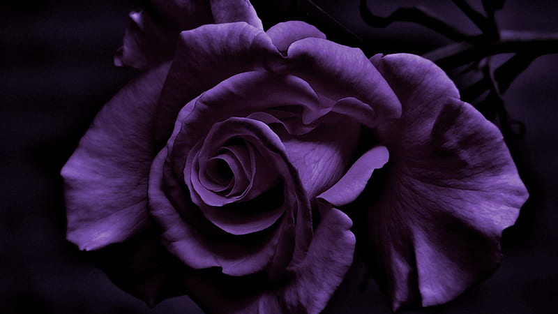 Hãy xem những bông hoa hồng tím đậm phủ đầy nền đen, chúng toát lên vẻ đẹp quý phái và cổ điển, nhưng cũng rất đầy màu sắc và năng lượng.