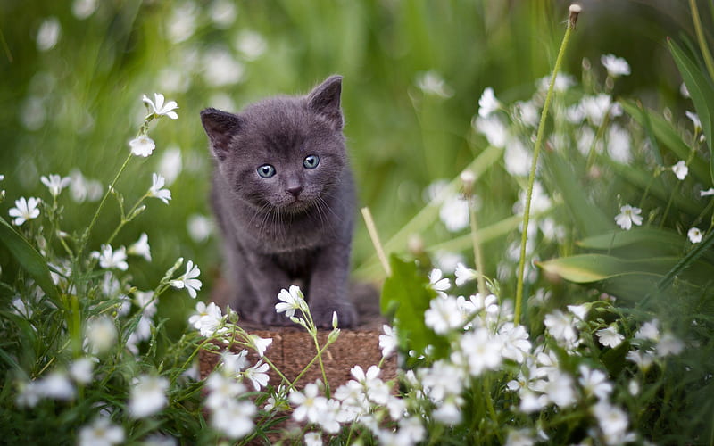 gray british shorthair kitten, bokeh, cats, pets, cute animals, gray kitten, british shorthair cat, kitten, HD wallpaper