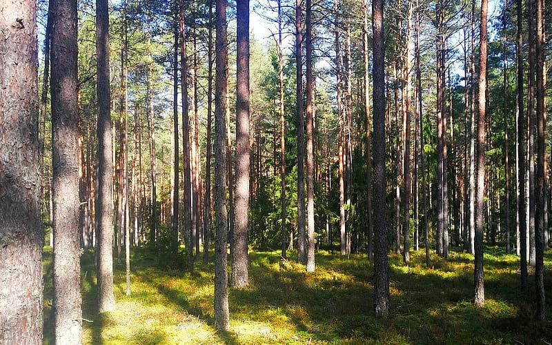 Forest in Latvia, Latvia, forest, nature, trees, HD wallpaper | Peakpx