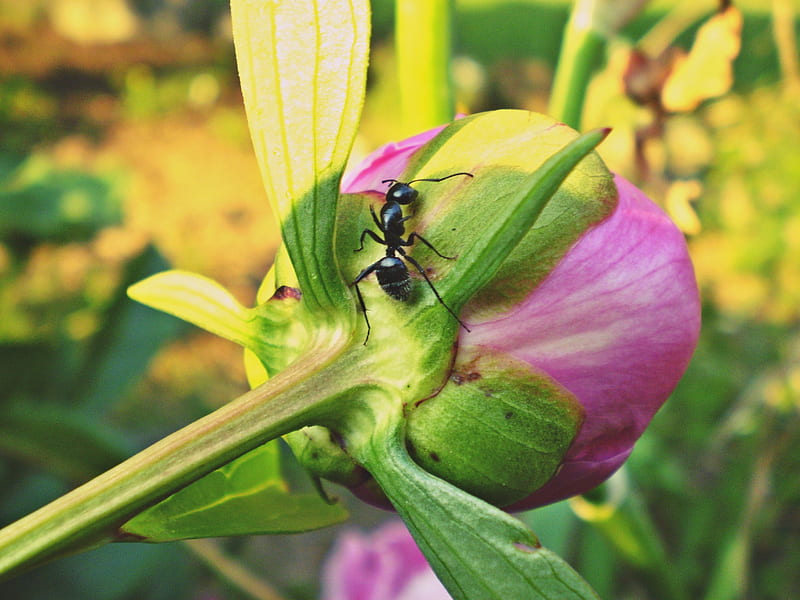 Hormiga en peonía, peonía, hormiga, floración, macro, flor, jardín, Fondo  de pantalla HD | Peakpx