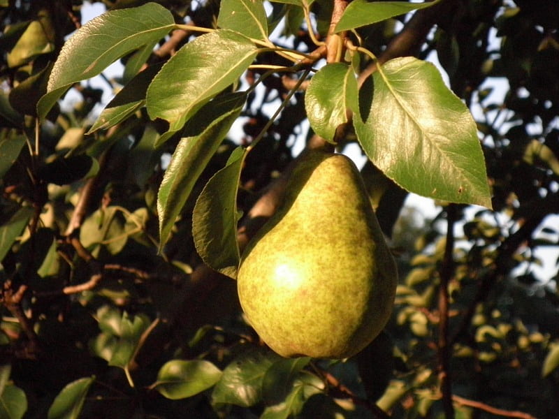 ~simple pear~, fruit, tree, nature, pear, HD wallpaper