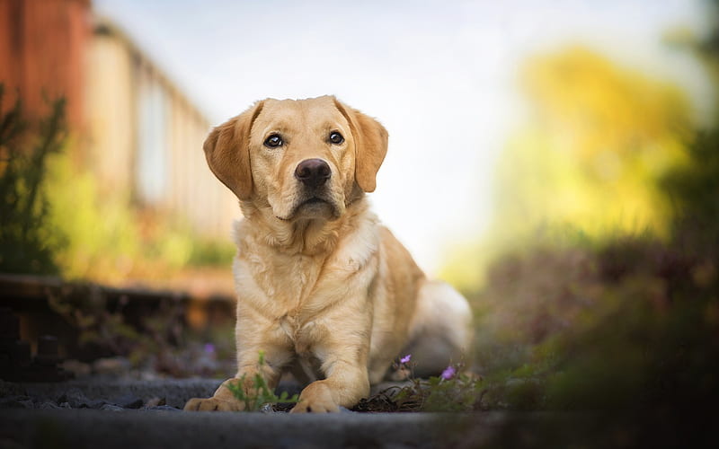 golden retriever, beautiful brown dog, pets, dogs, labrador, HD wallpaper