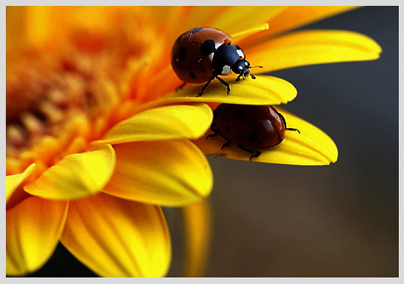 Hide and seek, red, nice, bugs, yellow, sunflower, petal, ladybugs, HD wallpaper