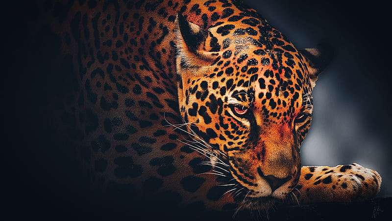 Jaguar Leopard Dark Theme Black Background Dark Theme, HD wallpaper