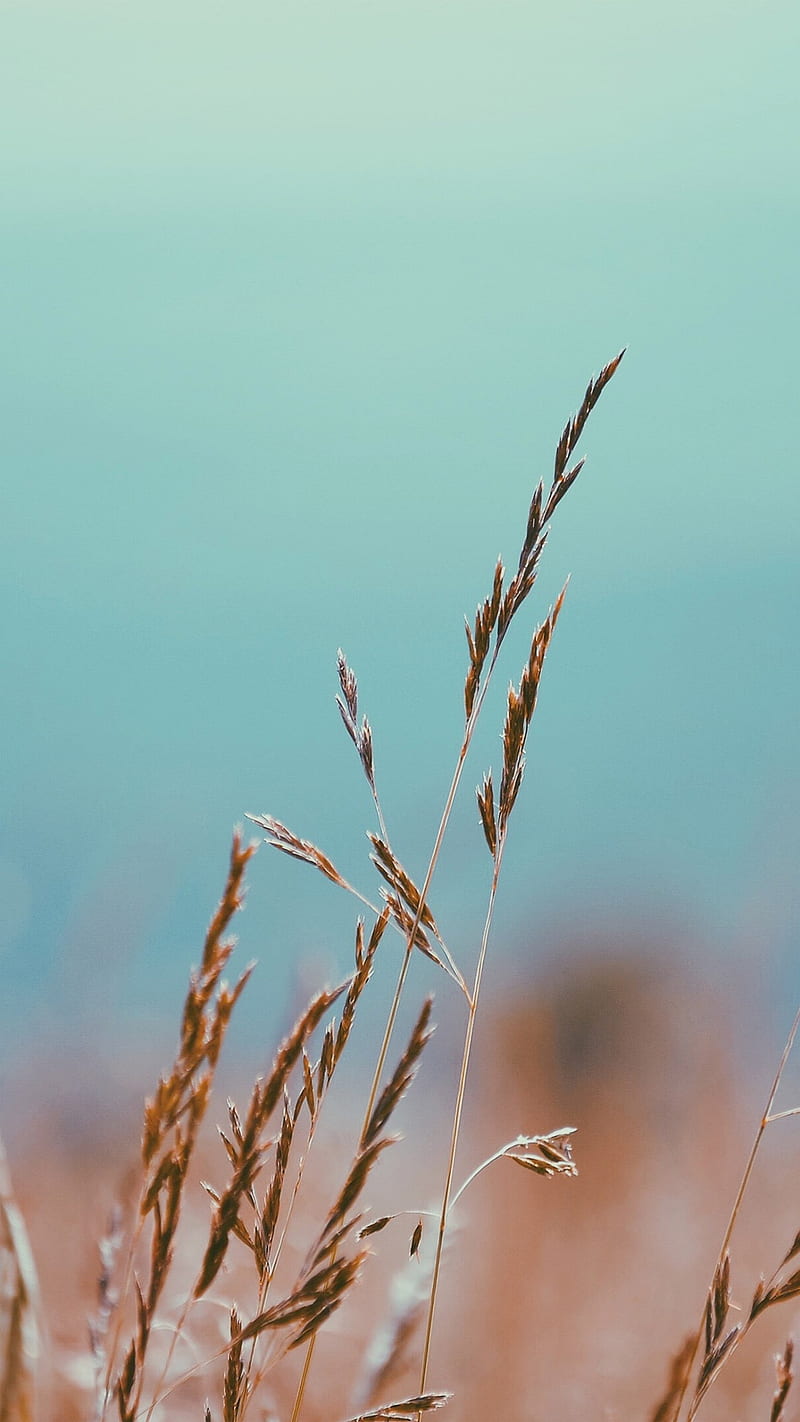 Bokeh, close-up, flower, grain, grass, nature, wheat, HD phone wallpaper