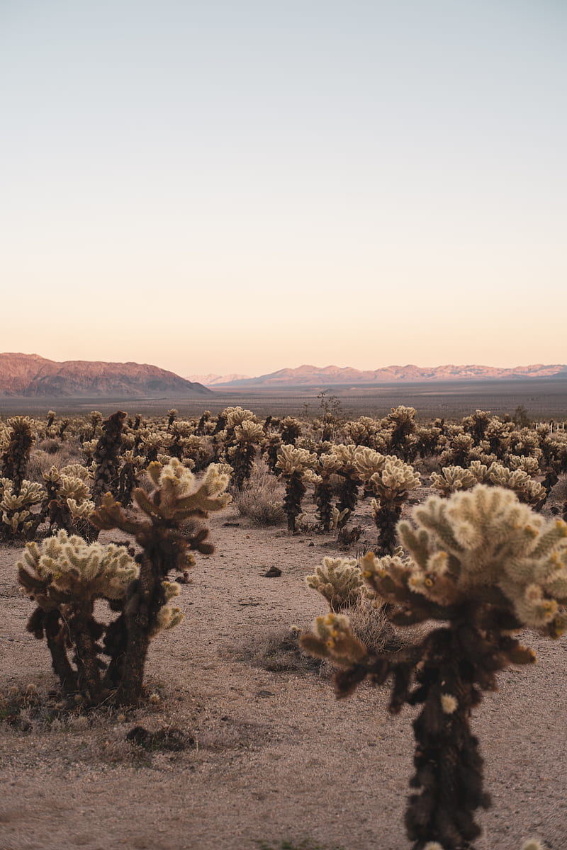 desert, cacti, mountains, landscape, nature, HD phone wallpaper