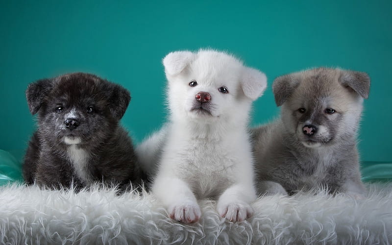 Puppies, paw, japanese akita, catei, animal, trio, white, fur, puppy, dog, blue, HD wallpaper