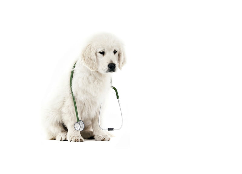 How we feel today?, doctor, caine, funny, white, creative, puppy, dog, animal, HD wallpaper