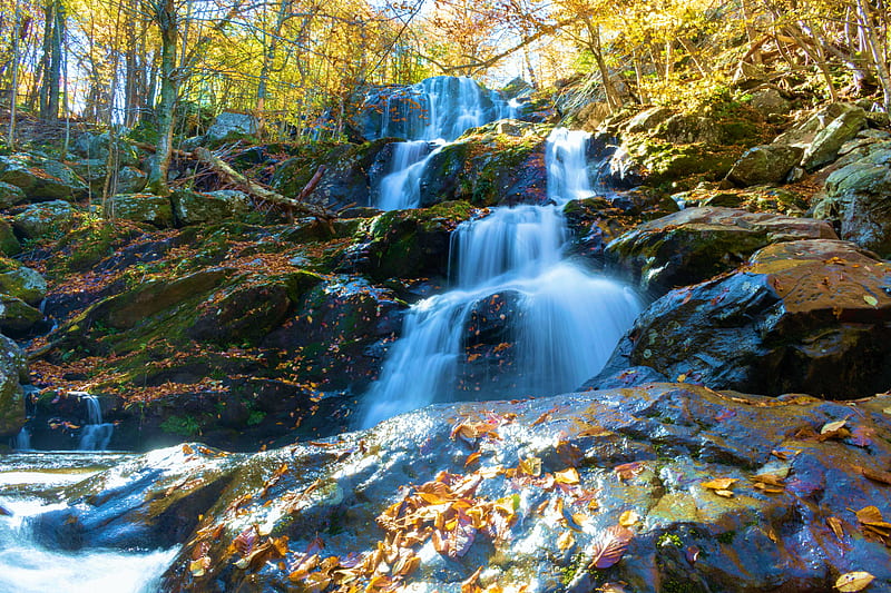 Upper Dark Hollow Falls - Shenandoah NP, trees, usa, fall, forest, leaves, colors, Virginia, HD wallpaper