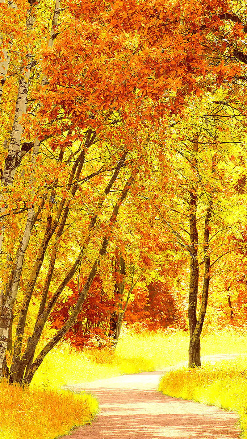 Autumn, trees, HD phone wallpaper | Peakpx