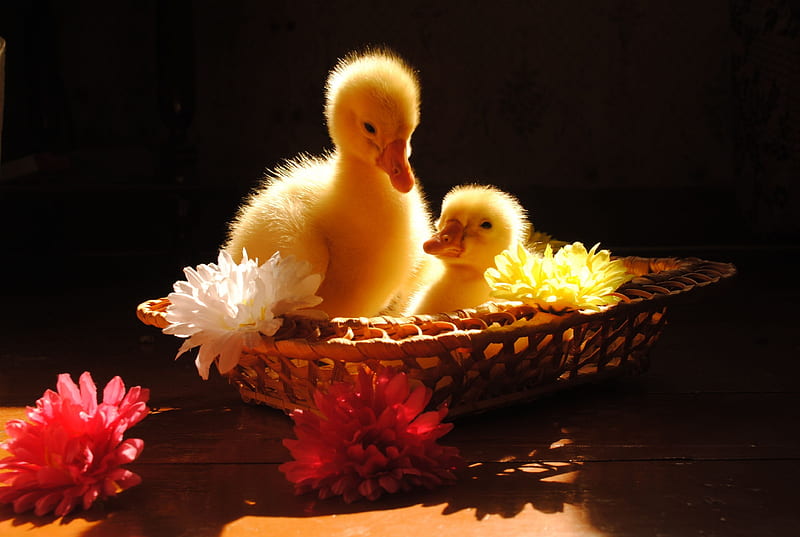 Ducklings in a Basket, chicken, flowers, yellow, blooms, small, HD wallpaper