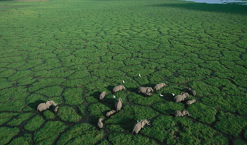 Elephants-in-the-swamps., family, elephants, swamps, animals, HD wallpaper