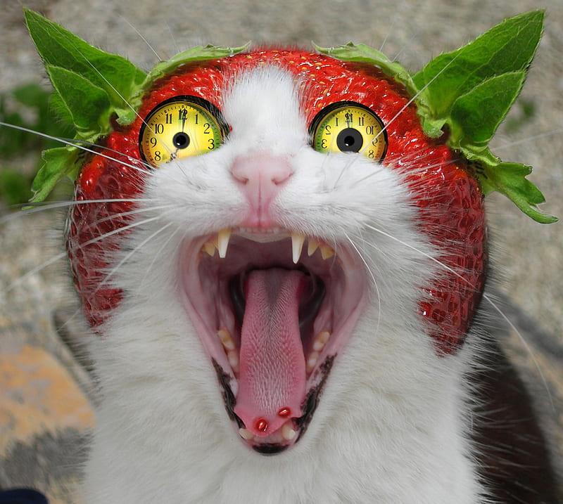 Crazy cat, red, luminos, strawberry, yellow, creative, cat, animal,  fantasy, HD wallpaper | Peakpx
