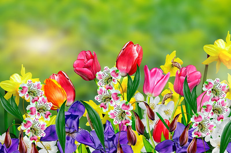 Flores de primavera, flores, colores, lirios, jardín, tulipanes, Fondo de  pantalla HD | Peakpx