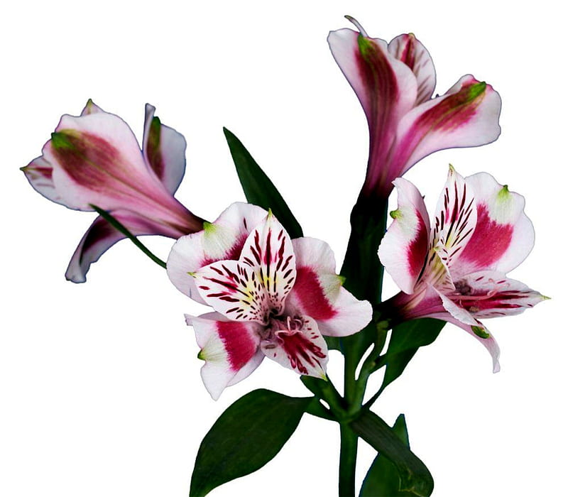 Globalrose Flowers Alstroemeria Bicolor, Alstroemoria, Flowers ...