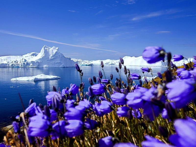 Arctic spring, blue flowers, arctic, sun, bonito, spring, sky, pole, water, ice, nature, blue sky, reflection, frost, HD wallpaper