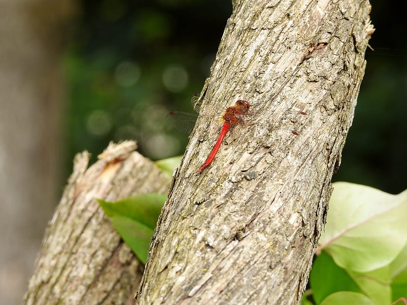 Red Dragonfly, Red, Summer, Tree Trunk, Dragonfly, Leaves, graphy, HD wallpaper