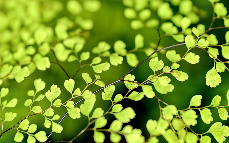 Spring Ginkgo Leaves-Nature, HD wallpaper