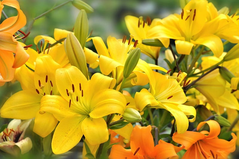 Spring Lilies, orange, flowers, yellow, lilies, Spring, HD wallpaper ...