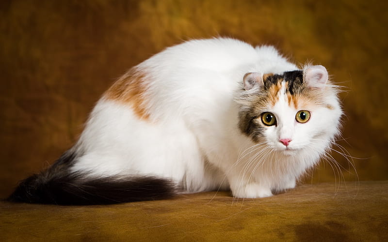 American Curl white cat, pets, cute animals, cats, American Curl Cat, HD wallpaper