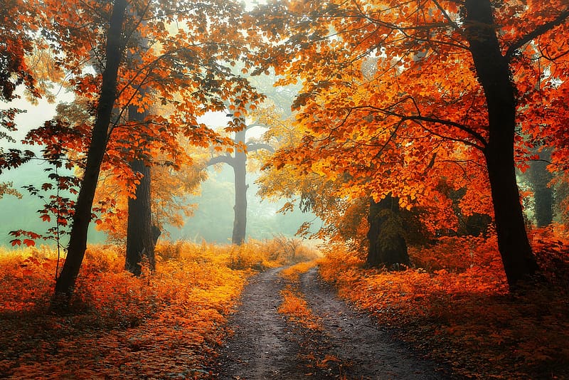 Autumn, path, tree, nature, toamna, orange, forest, HD wallpaper | Peakpx