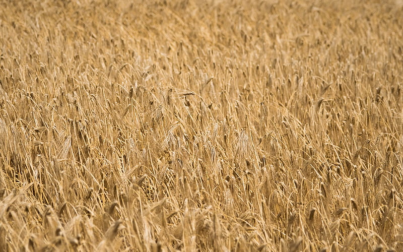 wheat field, ears of wheat, harvesting, wheat, summer, HD wallpaper