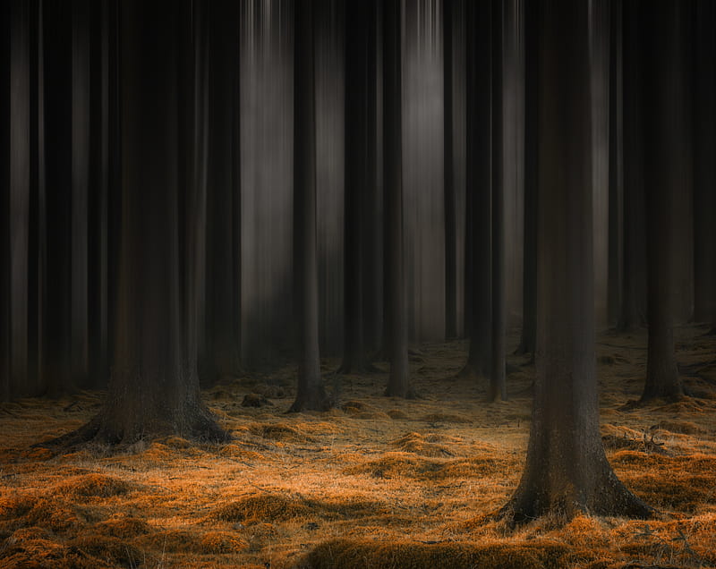 Dark Enchanted Forest Ultra, Holidays, Halloween, Abstract, Trees, Forest, graphy, Woodland, blacktrees, Dartmoor, HD wallpaper