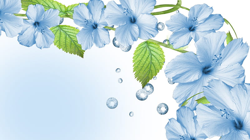 Simple Blue Floral, firefox persona, spring, vine, morning glory, summer, flowers, simple, beads, blue, HD wallpaper