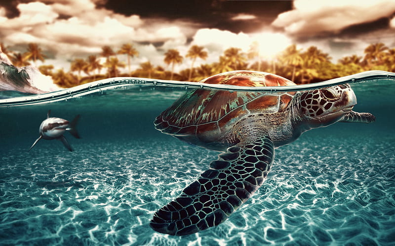 turtle, underwater, sea, shark, island, palm trees, HD wallpaper