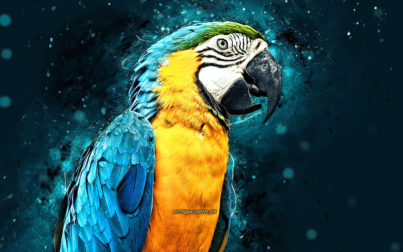 Blue and yellow Macaw blue neon lights, blue parrot, Ara ararauna,  creative, HD wallpaper | Peakpx